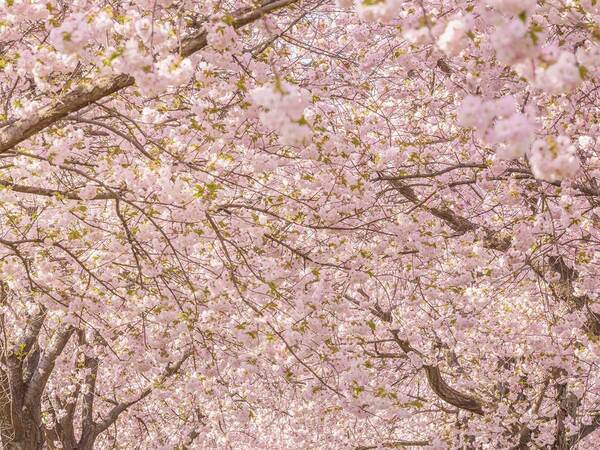 新学期、ランドセルの小学生を見守っていたのは…　「美しすぎる」「すごい１枚」