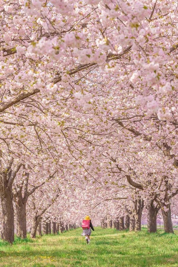 新学期、ランドセルの小学生を見守っていたのは…　「美しすぎる」「すごい１枚」