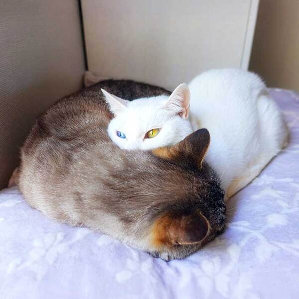 愛猫の体に顔をうずめているのは…　正体に「かわいすぎる」「間に入らせて！」