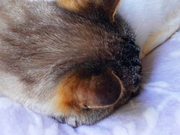 愛猫の体に顔をうずめているのは…　正体に「かわいすぎる」「間に入らせて！」