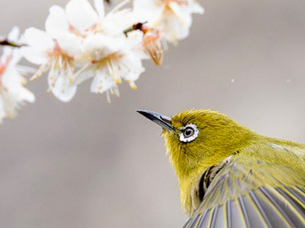 雨のしずくが舞う中で…　メジロの１枚に息を呑む「なんて綺麗なの」