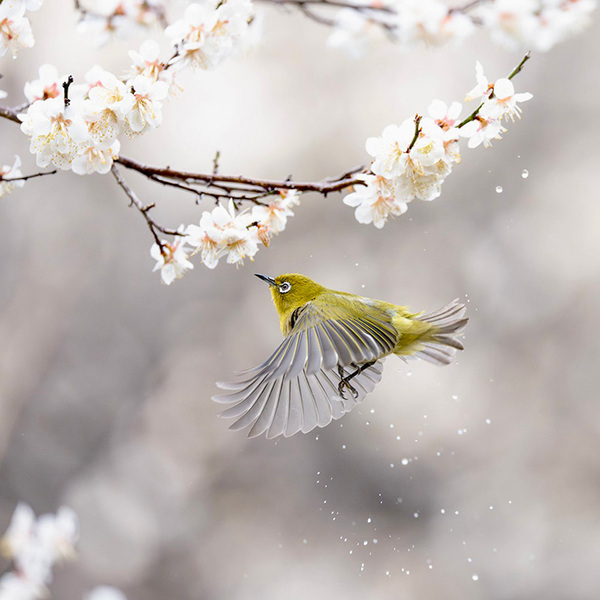 雨のしずくが舞う中で…　メジロの１枚に息を呑む「なんて綺麗なの」