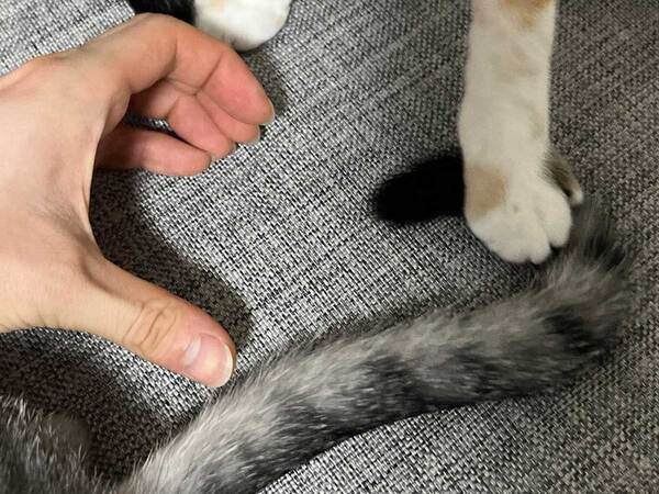 猫とラブラブ写真を撮る飼い主　もう１匹がやって来て…？