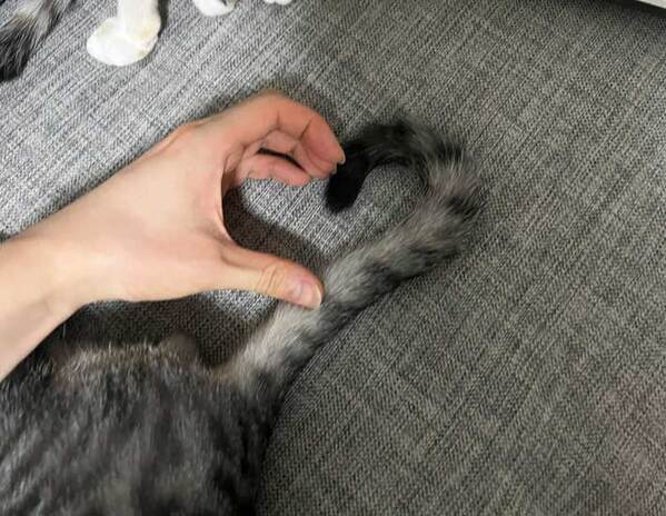 猫とラブラブ写真を撮る飼い主　もう１匹がやって来て…？