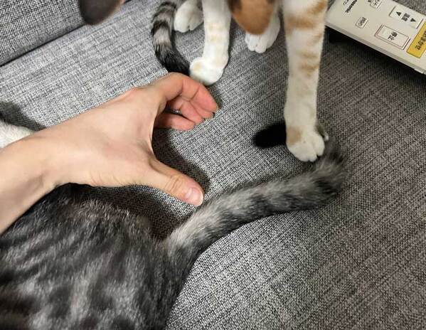 猫とラブラブ写真を撮る飼い主　もう１匹がやって来て…？