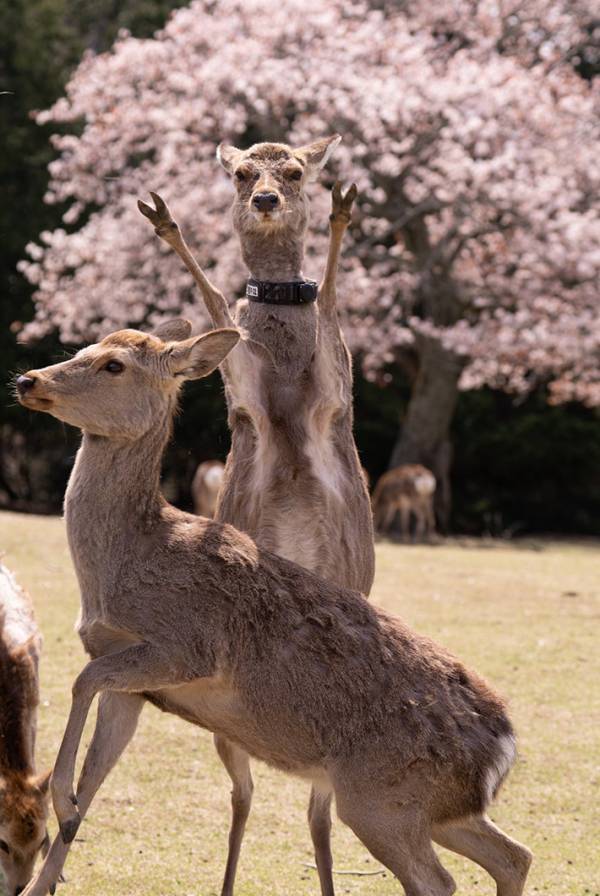 パリピすぎるシカに１4万『いいね』　桜を撮っていたはずなのに…？