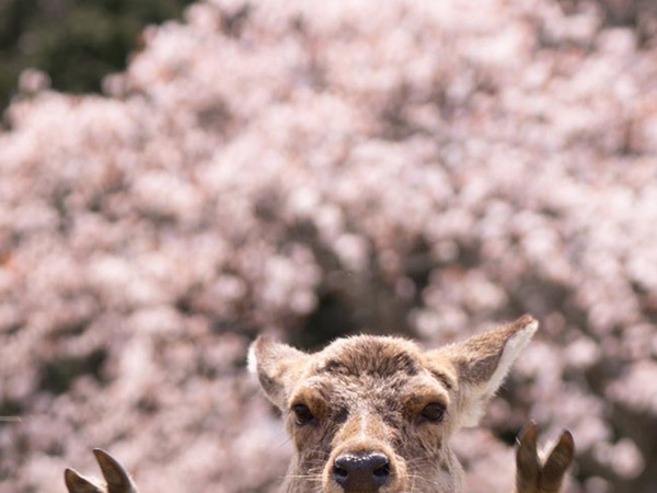 パリピすぎるシカに１4万『いいね』　桜を撮っていたはずなのに…？