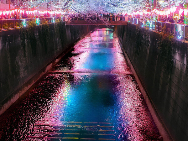 『鬼滅の刃』みたいな桜並木　幻惑的な光景に「現実なの？」「異世界だったのか…」