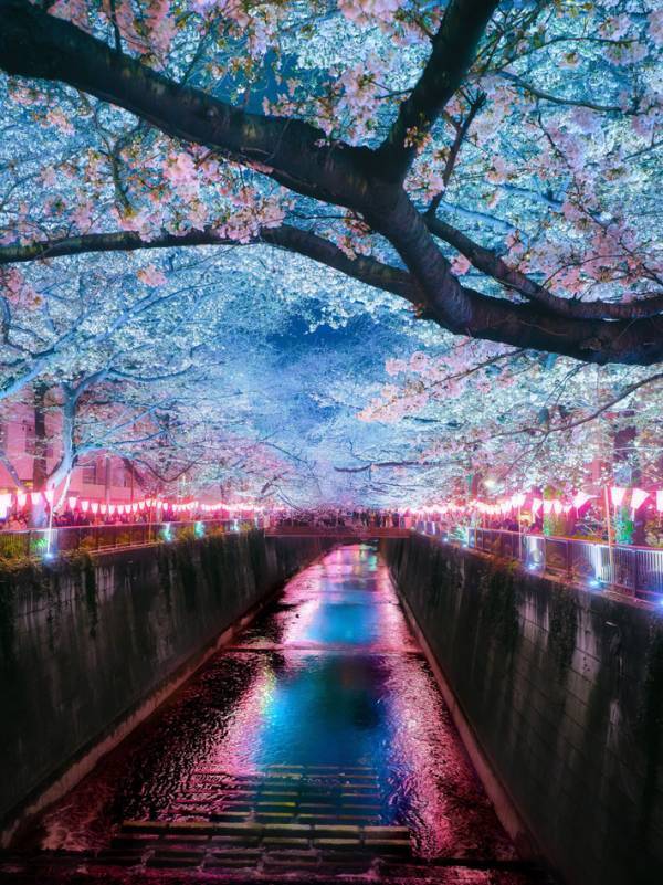 『鬼滅の刃』みたいな桜並木　幻惑的な光景に「現実なの？」「異世界だったのか…」