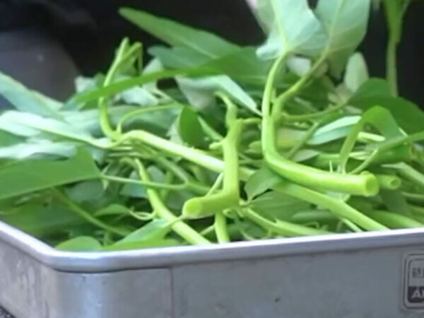 『ダイソー炒め』がおすすめ！？　１００円の種が育つと、１万円ぐらいお得に！？