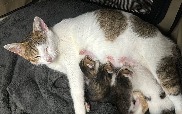 乳離れができない３匹の子猫、母猫を見ると…　「吹き出した」「お疲れ様です」