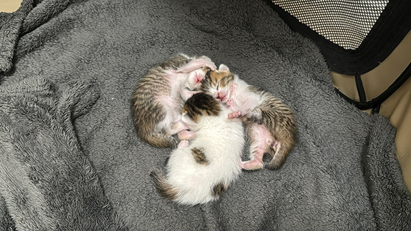 乳離れができない３匹の子猫、母猫を見ると…　「吹き出した」「お疲れ様です」