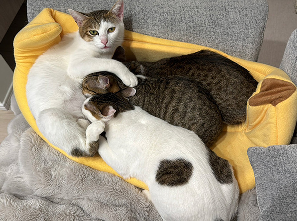 乳離れができない３匹の子猫、母猫を見ると…　「吹き出した」「お疲れ様です」