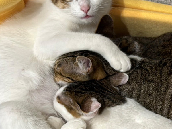 乳離れができない３匹の子猫、母猫を見ると…　「吹き出した」「お疲れ様です」