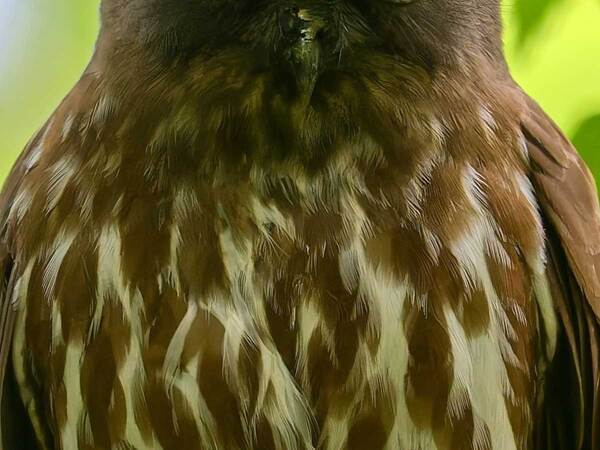 「これ人間だよ。間違いない」　撮影者が忘れられない鳥、表情が？