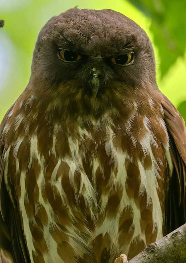 「これ人間だよ。間違いない」　撮影者が忘れられない鳥、表情が？