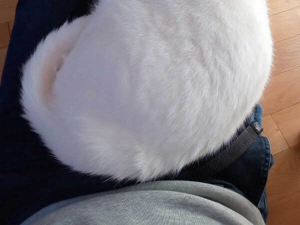 座椅子でテレビを観ていたら、寝てしまった！　ハッと目を覚ますと『いた』のは…