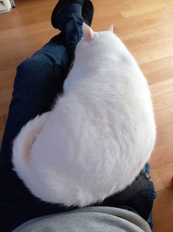 座椅子でテレビを観ていたら、寝てしまった！　ハッと目を覚ますと『いた』のは…