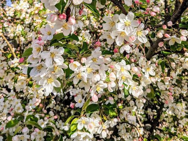 桜より美しいかも…　農家が『息をのんだ光景』に目を奪われる「想像以上」
