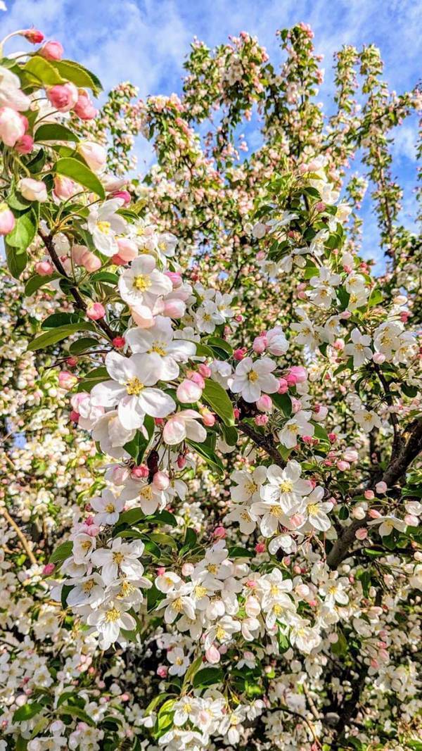 桜より美しいかも…　農家が『息をのんだ光景』に目を奪われる「想像以上」