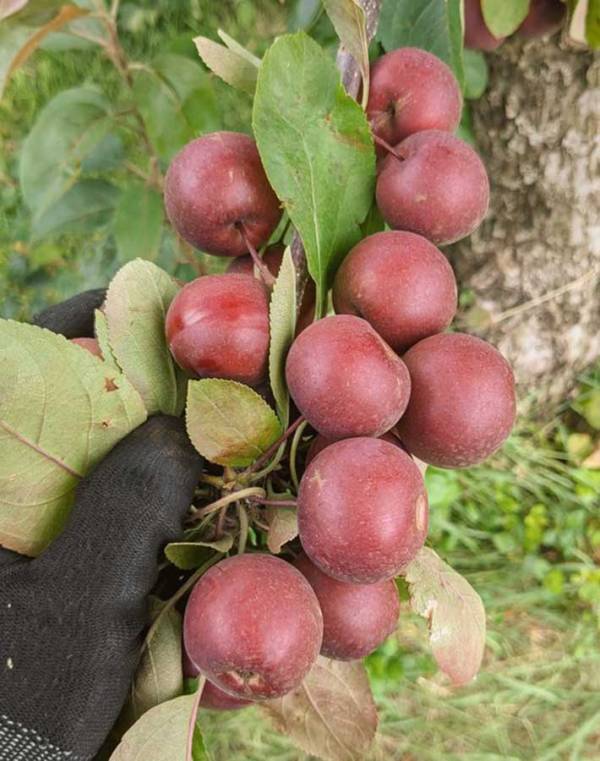 桜より美しいかも…　農家が『息をのんだ光景』に目を奪われる「想像以上」