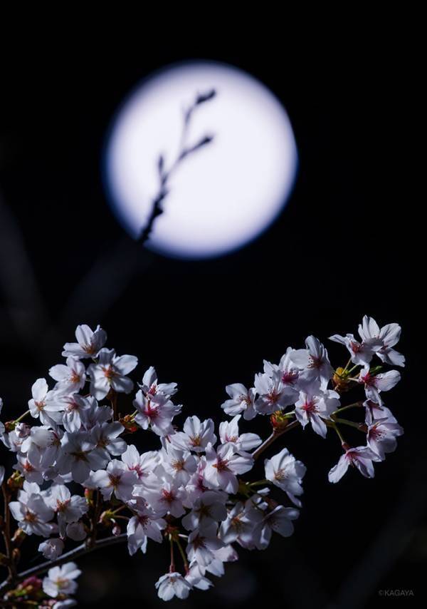 「年に一度しか見られない」　地球を照らす『十日夜の月』とともに…？