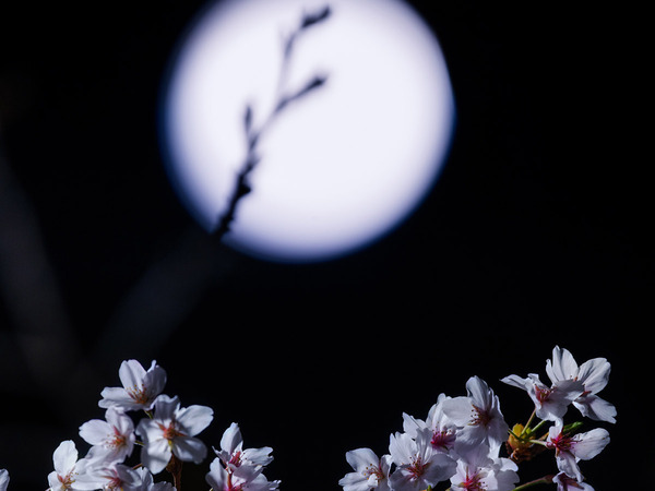 「年に一度しか見られない」　地球を照らす『十日夜の月』とともに…？