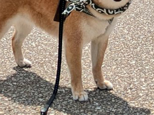 道行く外国人に「Shiba！Cute！」といわれて…　柴犬の表情に１５万いいね