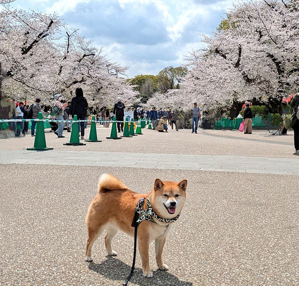 道行く外国人に「Shiba！Cute！」といわれて…　柴犬の表情に１５万いいね
