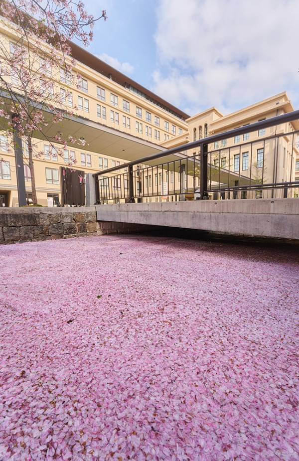 小学校前に出現した『花いかだ』　美しすぎる光景に「いいな」「通いたい！」