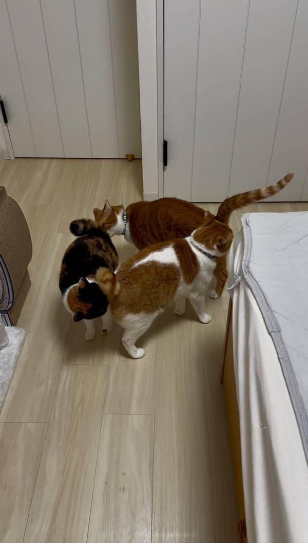 ご飯前、飼い主が目撃したのは…　「ごめん笑った」「どうしてこうなった！？」