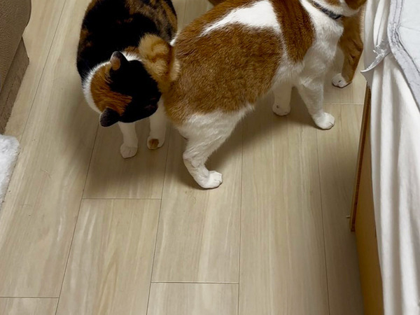 ご飯前、飼い主が目撃したのは…　「ごめん笑った」「どうしてこうなった！？」