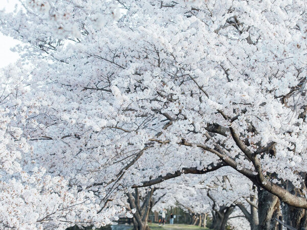 満開の桜、だけじゃない　人々を魅了した光景に「こういうのだけ見ていたい」