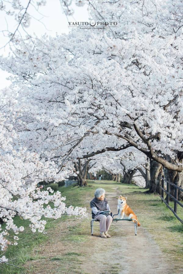 満開の桜、だけじゃない　人々を魅了した光景に「こういうのだけ見ていたい」