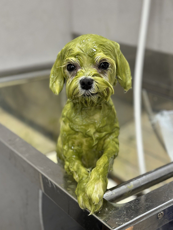 すまし顔で風呂に入るのは？　その姿に「新種の生き物！？」「五度見した」