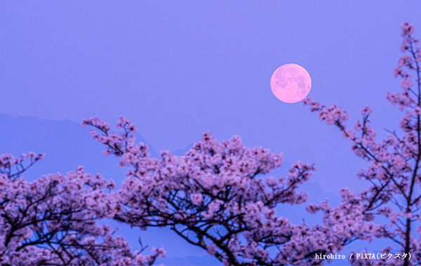 年に一度の『ピンクムーン』がいよいよ！　月を見て、願いを叶えよう