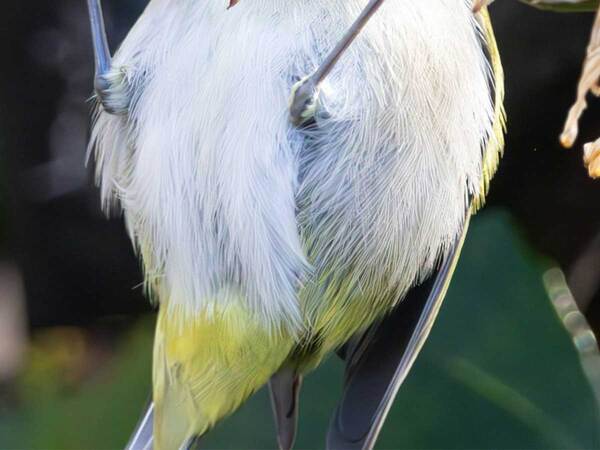 茎に止まる『メジロ』のポーズが？　「面白すぎる」「鍛えてる？」