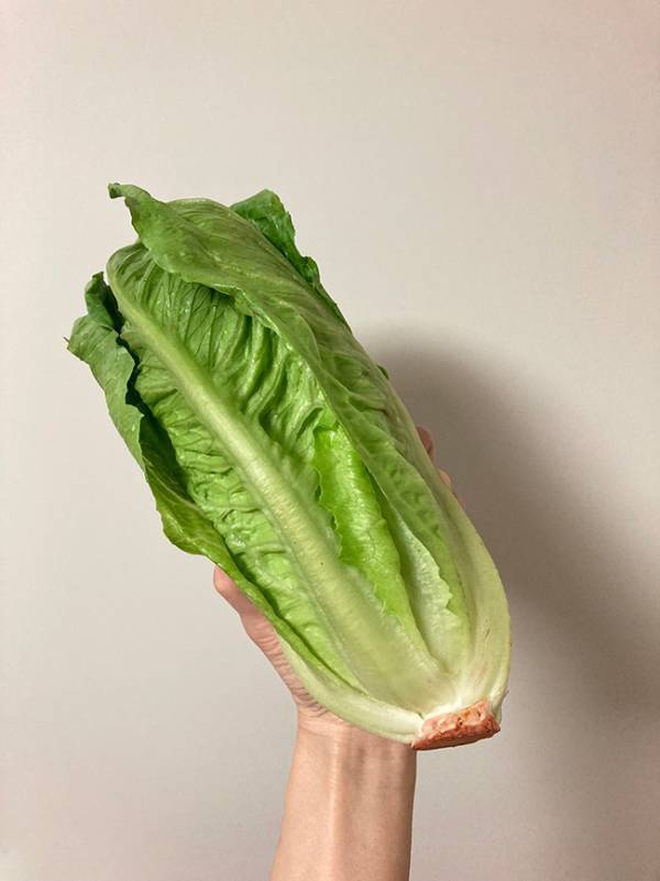 レタスは、こう食べる！　JA全農の『大胆レシピ』に「作ります！」