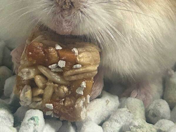 ちょっぴり『チャラい』ハムスター　頭を見ると？「イケメン」「ビジュアル系だ」