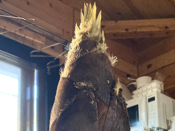 ご近所さんからたけのこを貰って…　撮った１枚に「ビックリ！」「なんじゃこりゃ」