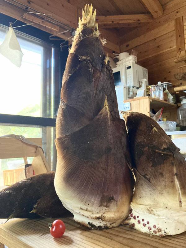 ご近所さんからたけのこを貰って…　撮った１枚に「ビックリ！」「なんじゃこりゃ」