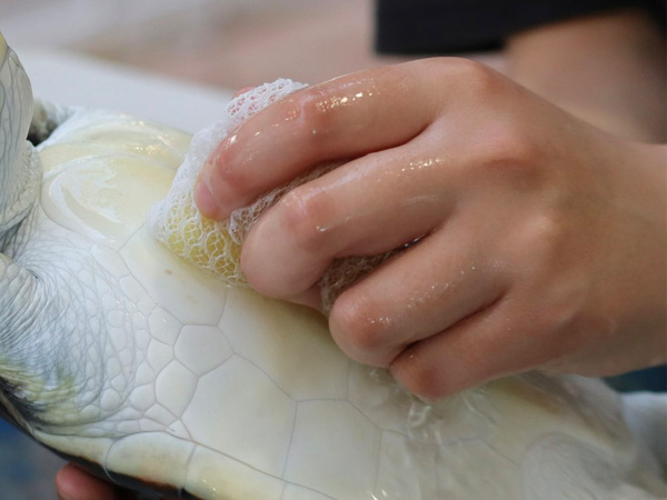 スポンジで磨かれていたのは…？　１枚に「気持ちよさそう」「あらいいねー」