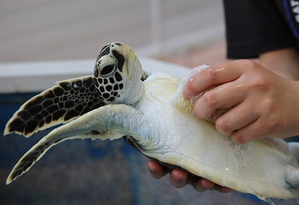 スポンジで磨かれていたのは…？　１枚に「気持ちよさそう」「あらいいねー」