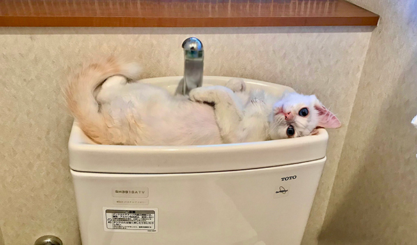 トイレに入って、目を疑う　まさかの『トイレトラブル』に「絶対困るやつ」「笑った」