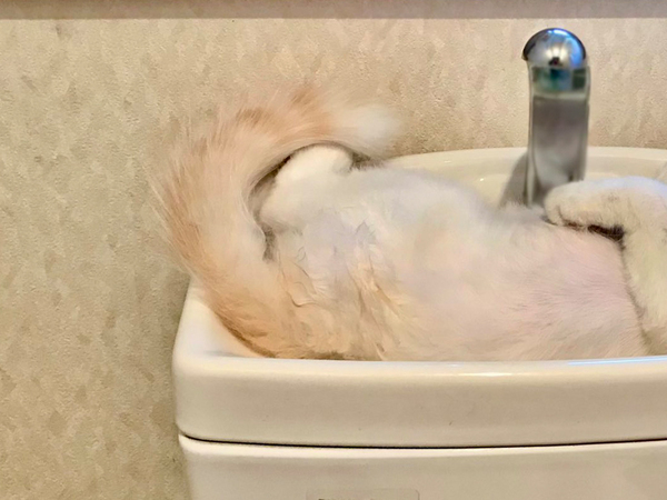 トイレに入って、目を疑う　まさかの『トイレトラブル』に「絶対困るやつ」「笑った」