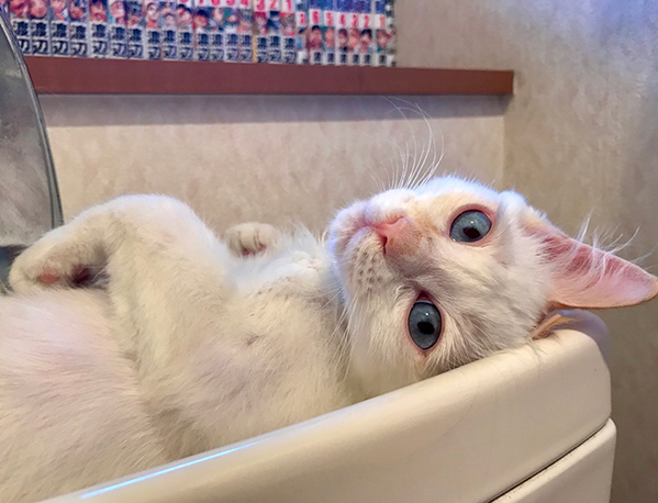 トイレに入って、目を疑う　まさかの『トイレトラブル』に「絶対困るやつ」「笑った」