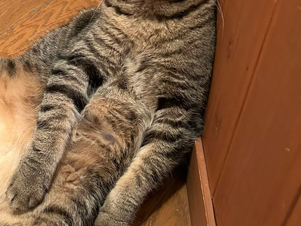 「実は兄弟なんです」　証拠の写真に「笑った」「間違いないわ」