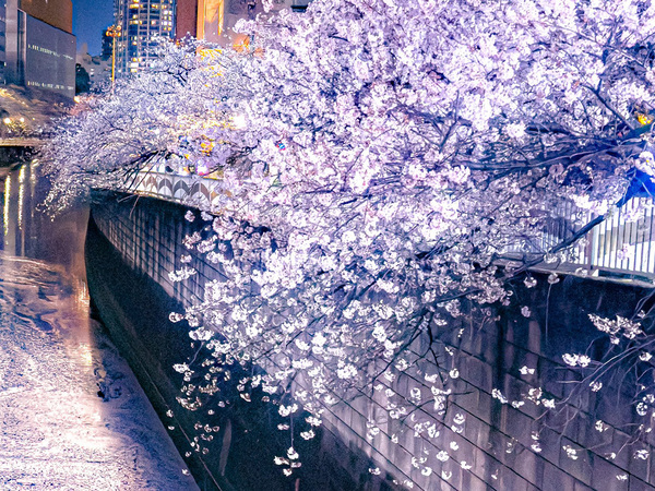 東京都に現れた『花いかだ』　目黒川の水面に…「天才的ショット」「神すぎる」