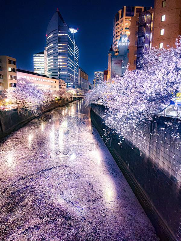 東京都に現れた『花いかだ』　目黒川の水面に…「天才的ショット」「神すぎる」