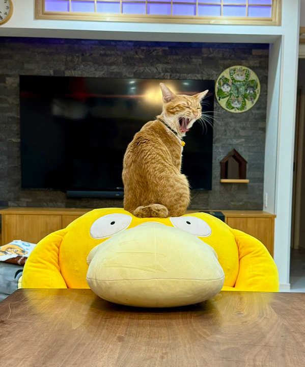 コダックの上にのる子猫　７か月後には？　「爆笑した」「困ってるよー！」